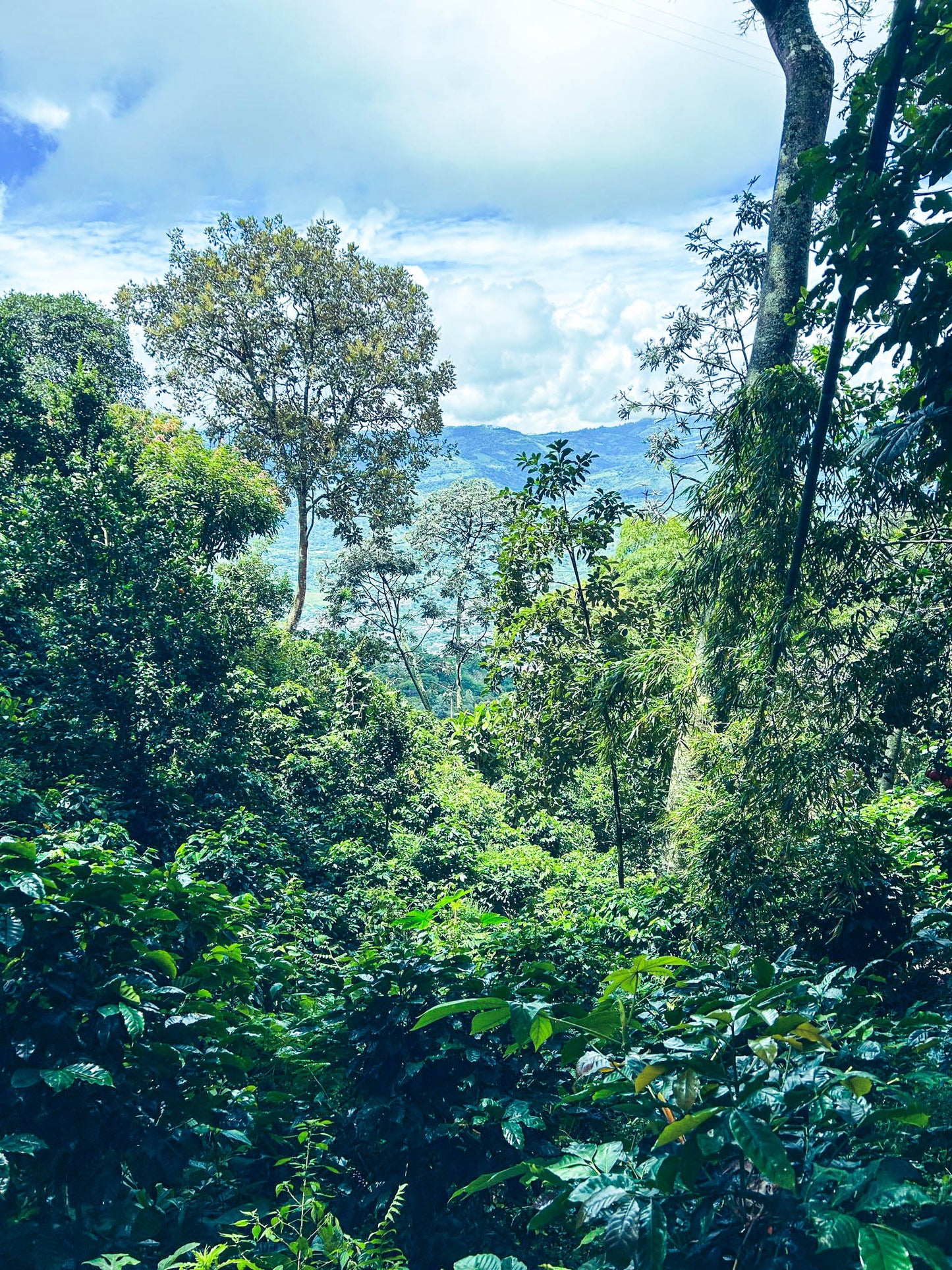 Decaf Tangara