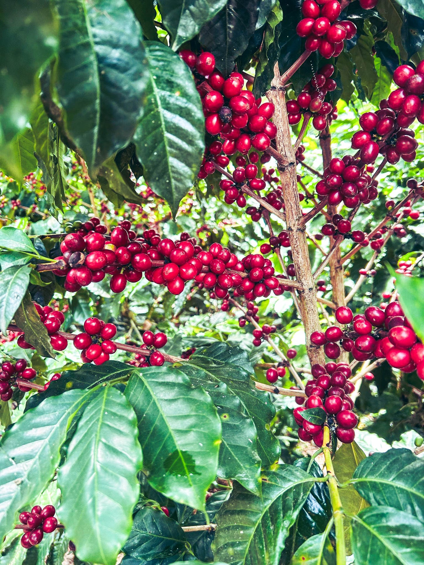 Decaf Tangara