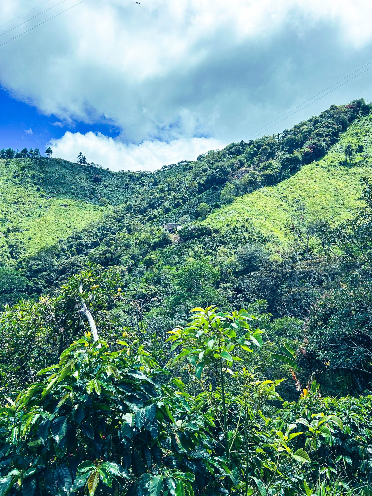 Decaf Tangara