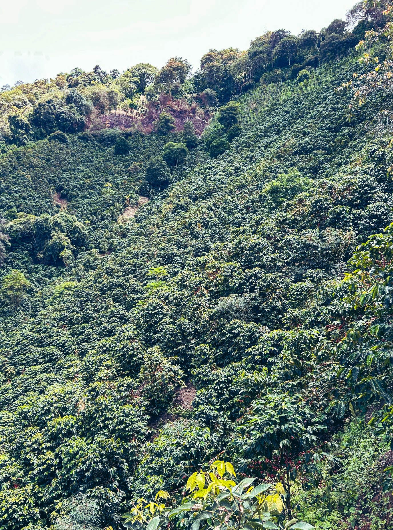 Decaf Tangara