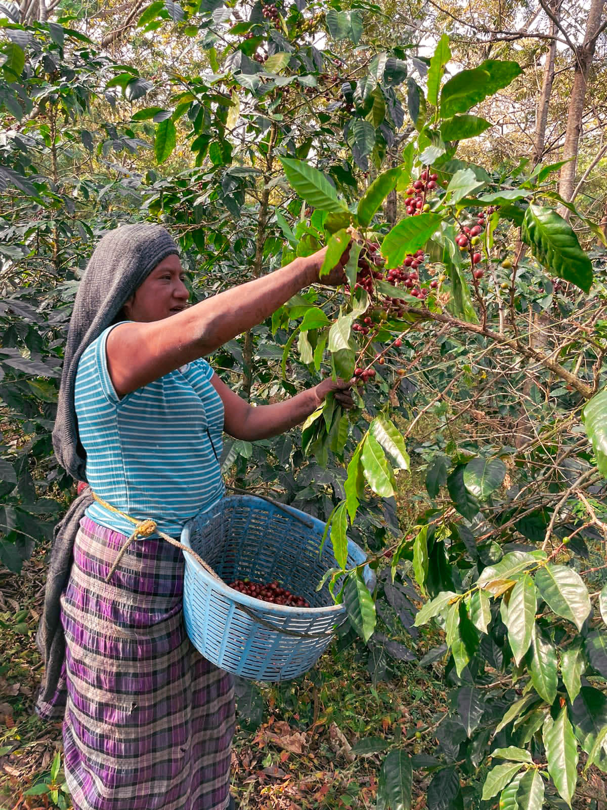 Santa Rosa