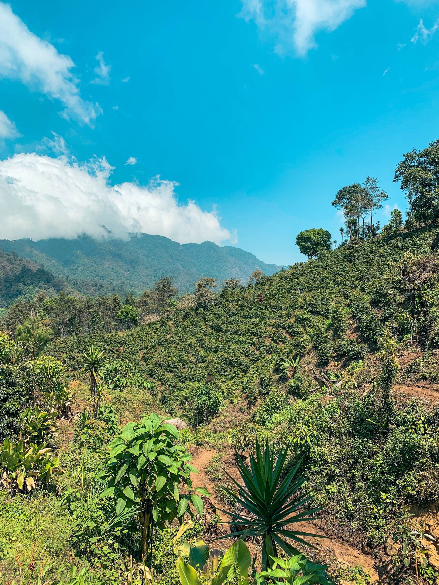 Santa Rosa