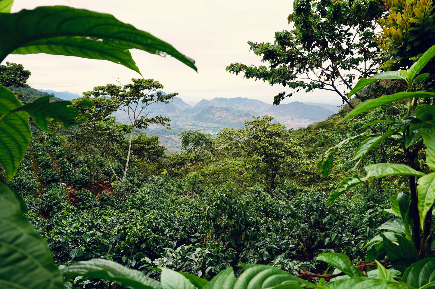 Highland Blend