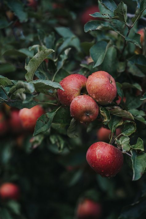 Cider Tasting Experience