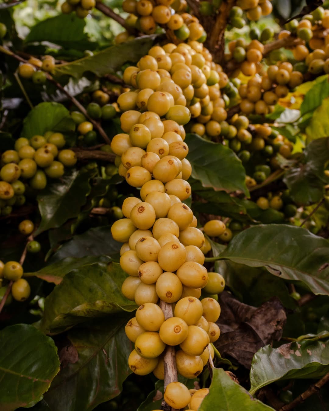 Arara coffee cherries 
