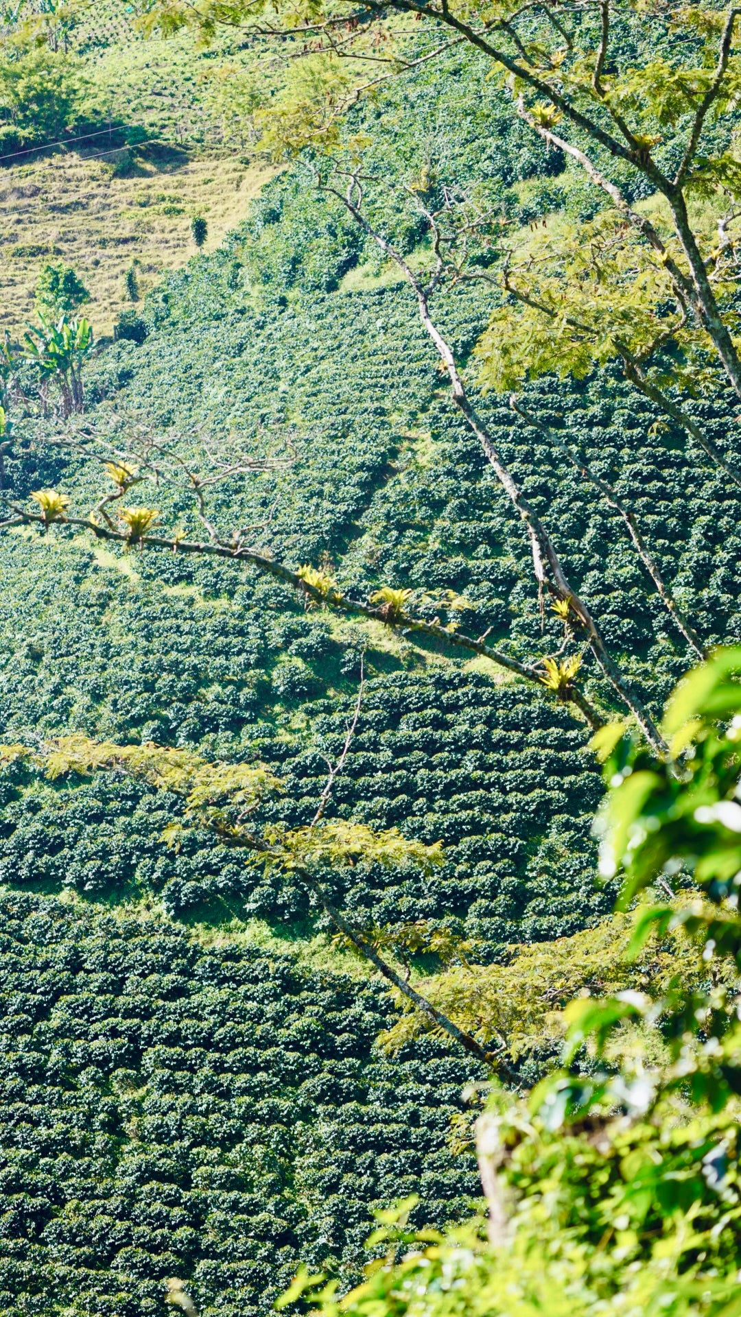 Colombian Coffee Cupping Morning