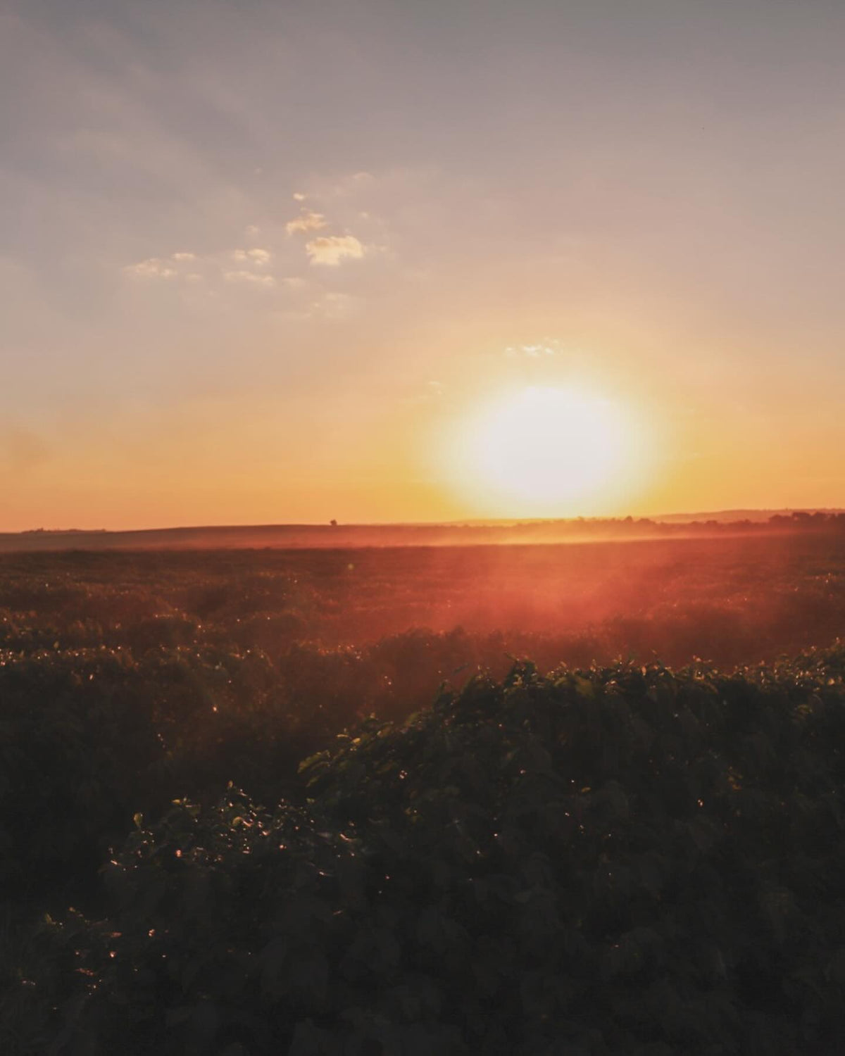 Sunset at Fazenda California