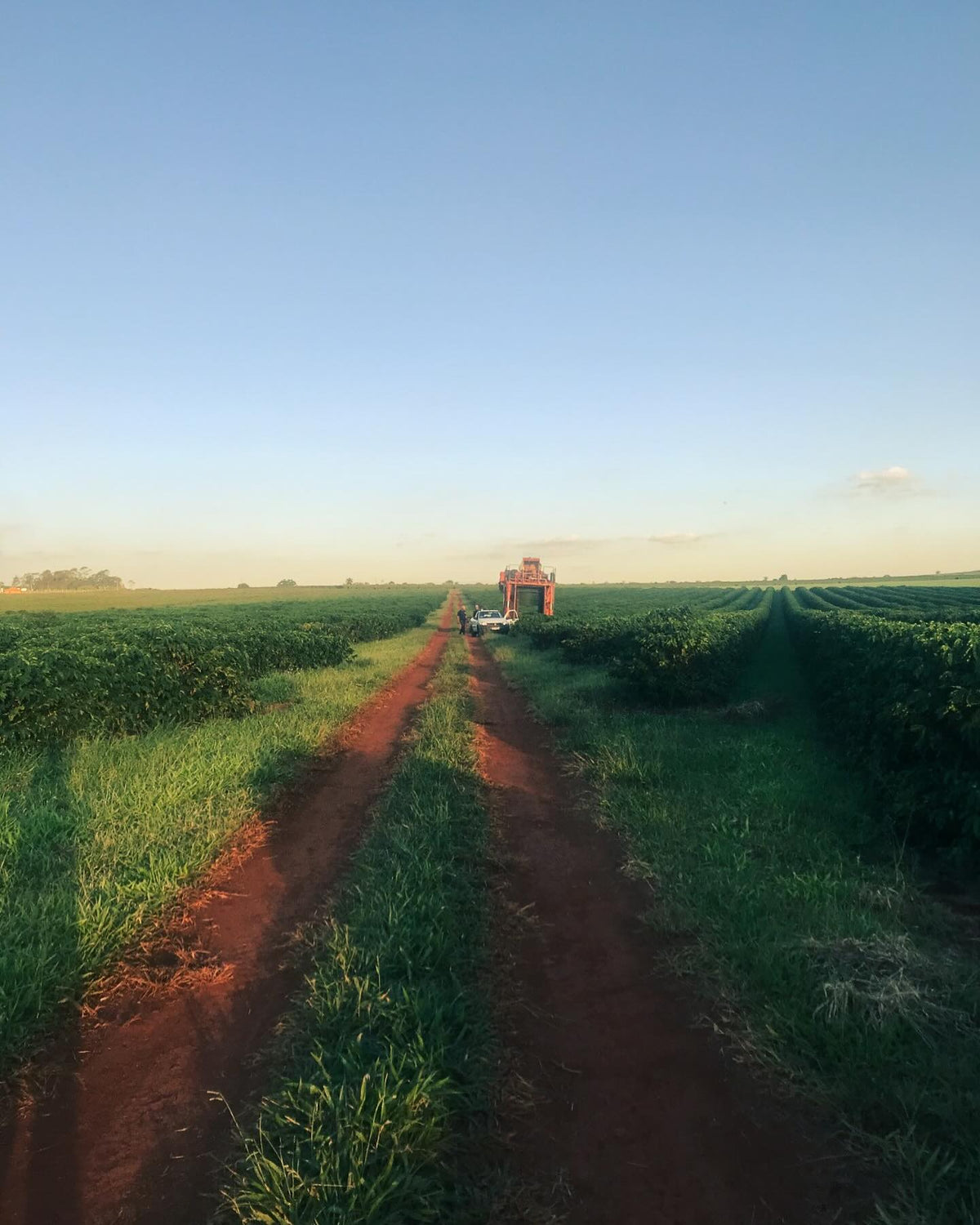 Fazenda California Harvest