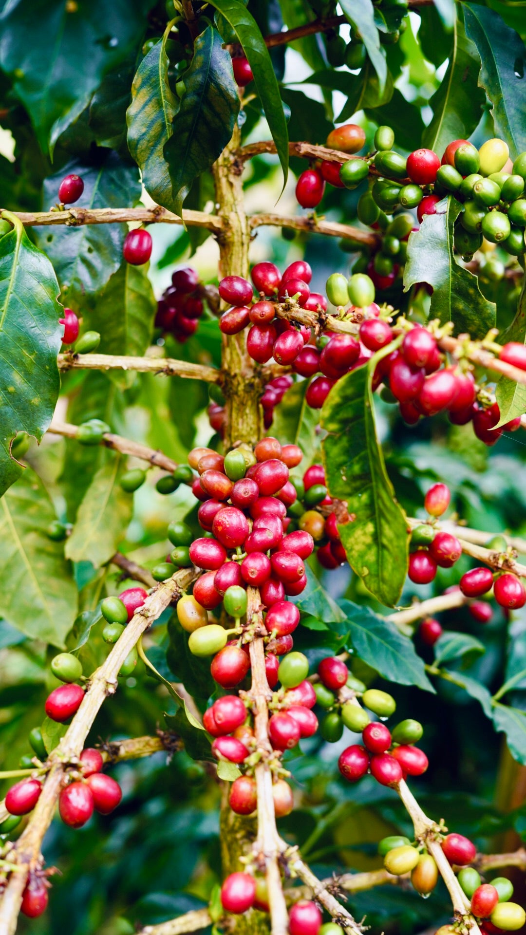 Colombian Coffee Cupping Morning