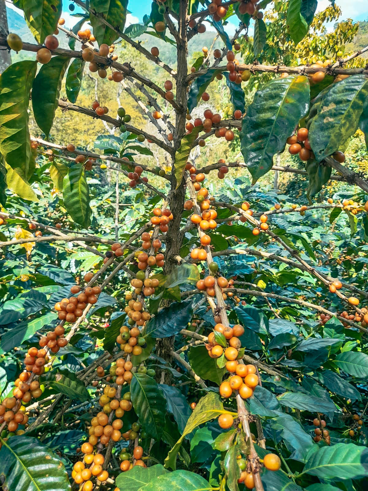 Santa Rosa