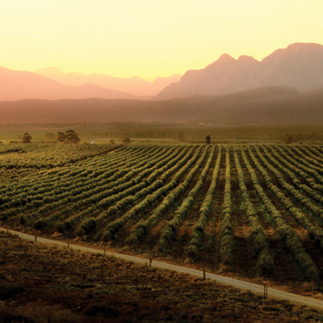 Wine, Olive Oil & Coffee Tasting Experience